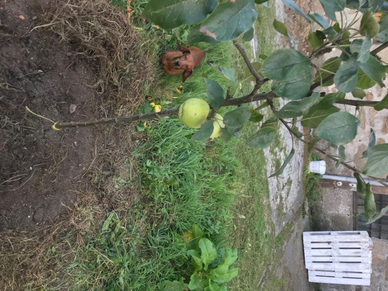 Actividad medioambiental